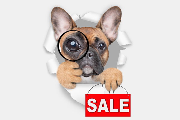 Crazy Sale