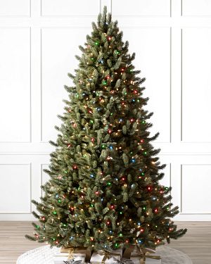 Vermont White Spruce