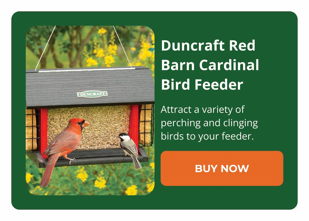 Duncraft Red Barn Cardinal Bird Feeder
