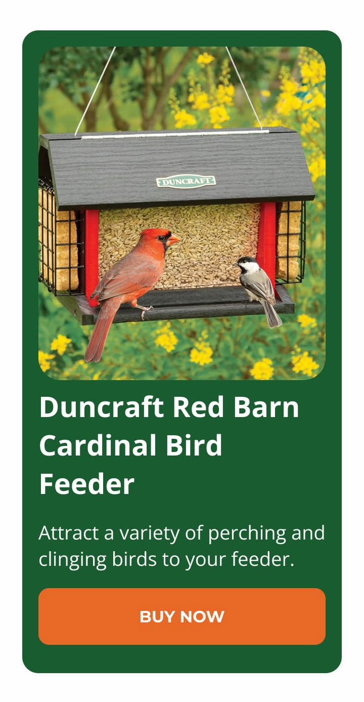 Duncraft Red Barn Cardinal Bird Feeder