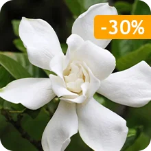 Gardénia Celestial Star