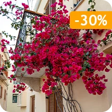Bougainvillier Rouge