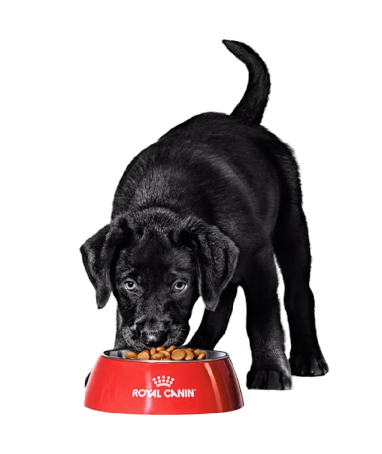 Plus get 15% off Royal Canin Diets.