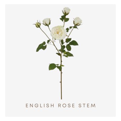 English Rose Stem