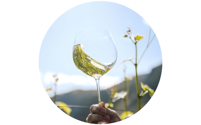 Hand holding a wine glass with white wine swirling against a sunlit vineyard and distant hills