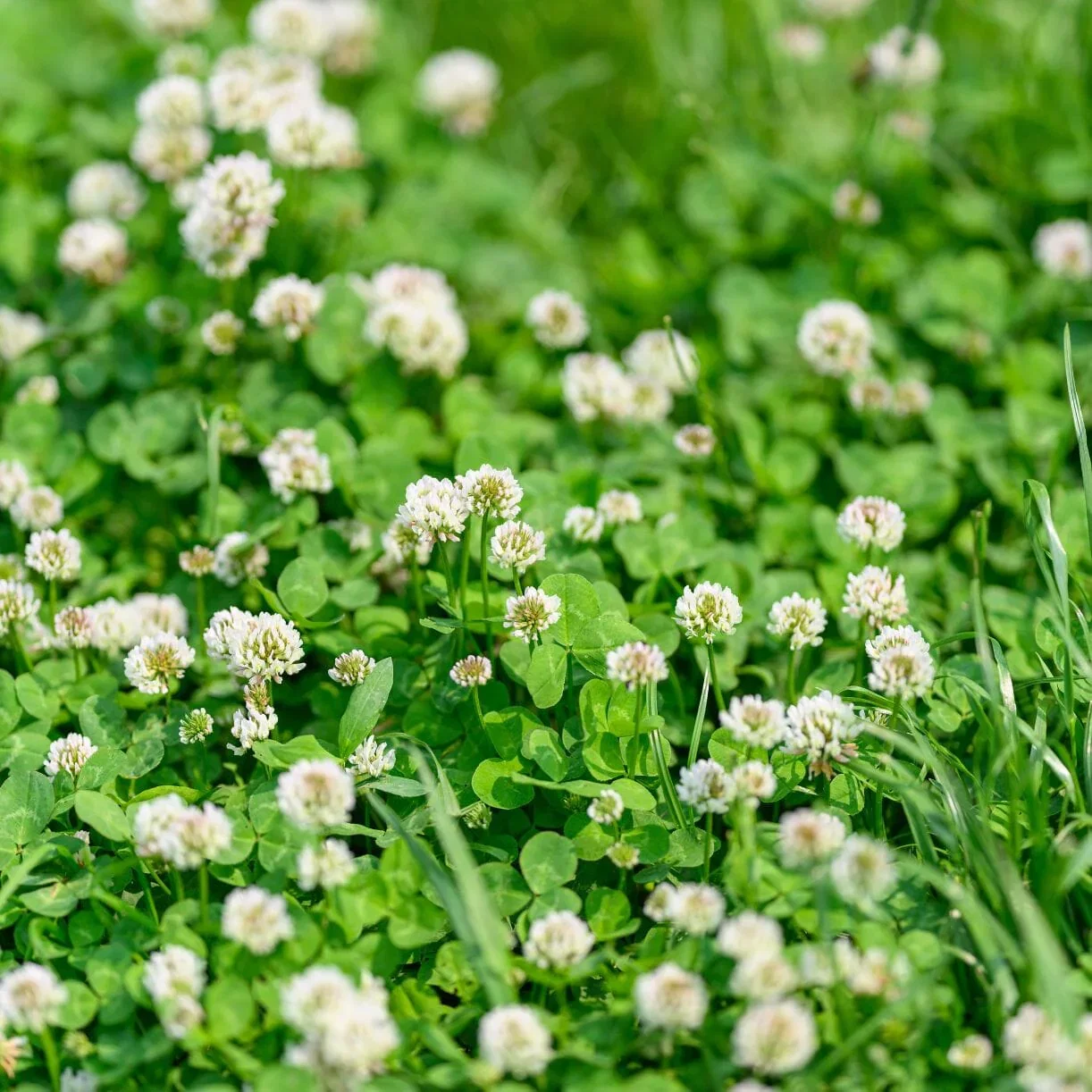 White Dutch Clover - Cover Crop Seeds