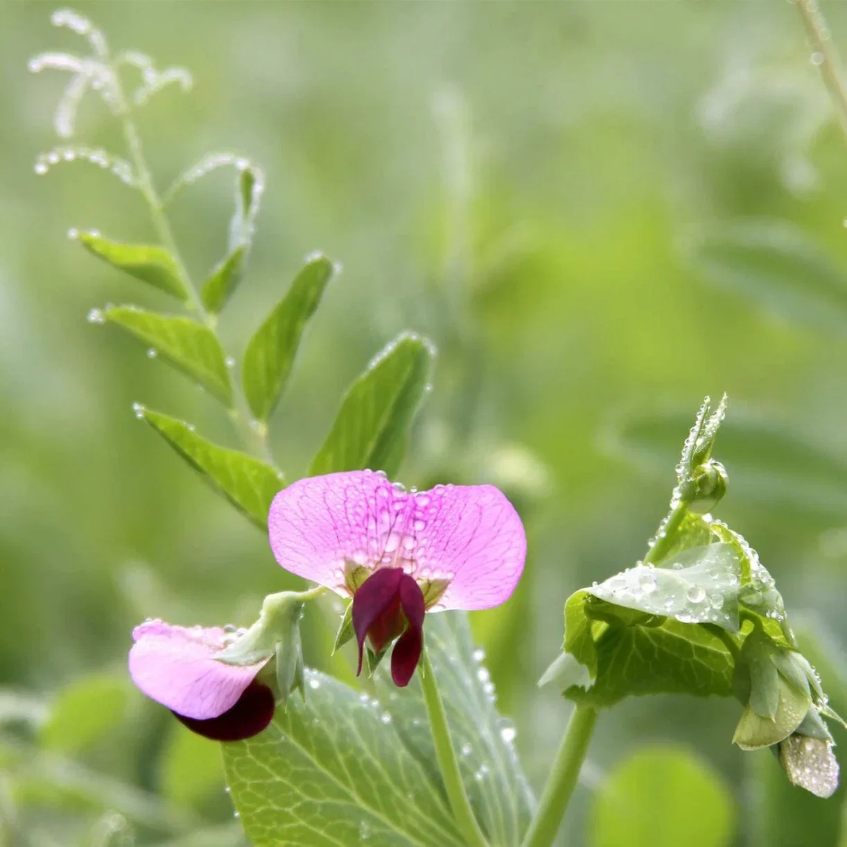 Pea - Austrian Field Pea (Organic) - Cover Crop Seeds