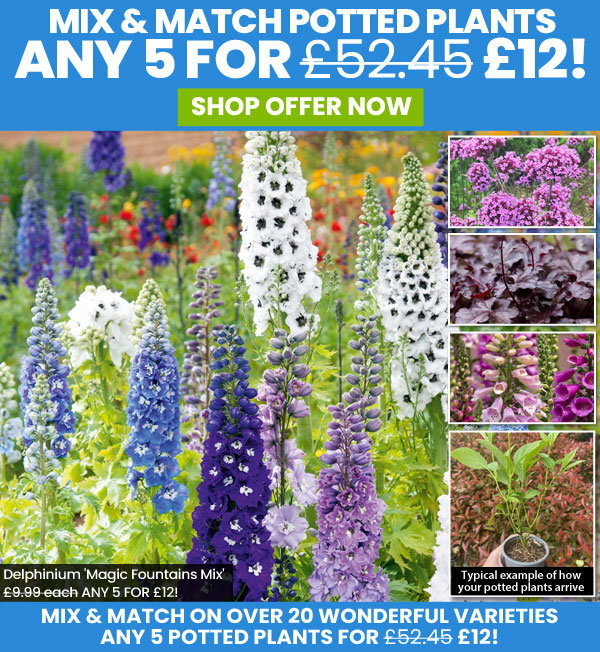 Potted Perennials, Shrubs & Climbers