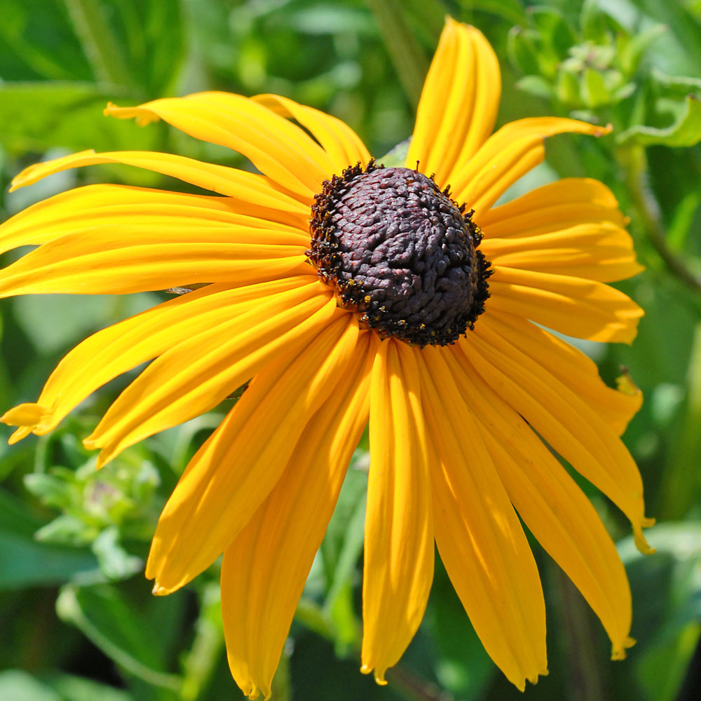 Rudbeckia 'Goldsturm'