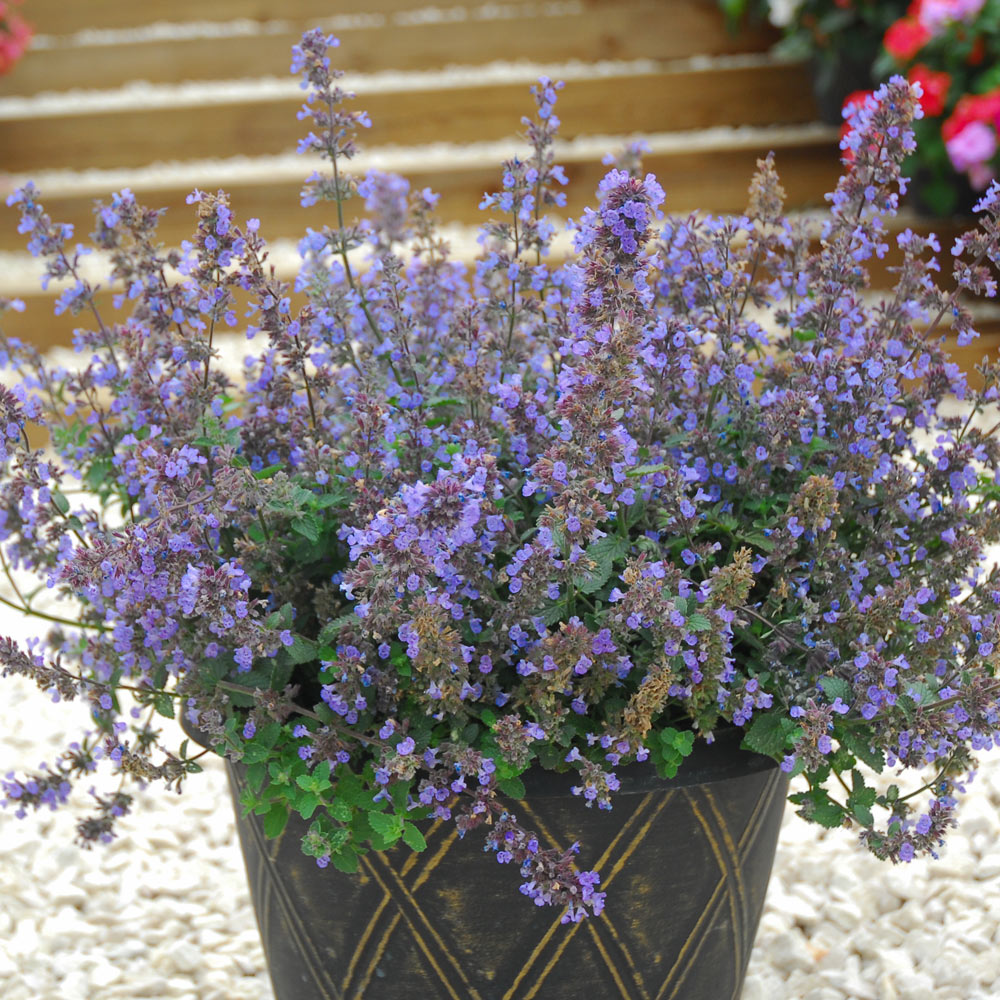 Nepeta x faassenii