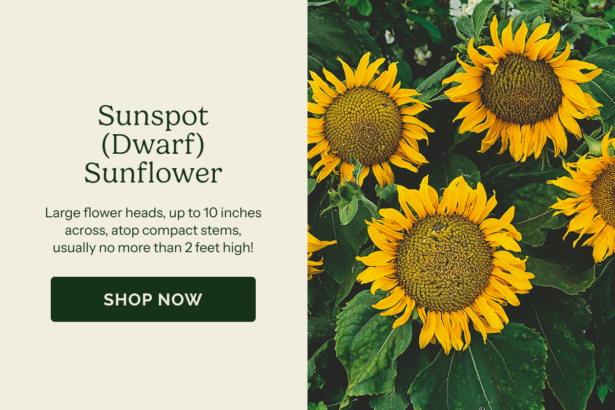 Sunspot (Dwarf) Sunflower – Large flower heads, up to 10 inches across, atop compact stems, usually no more than 2 feet high! SHOP NOW