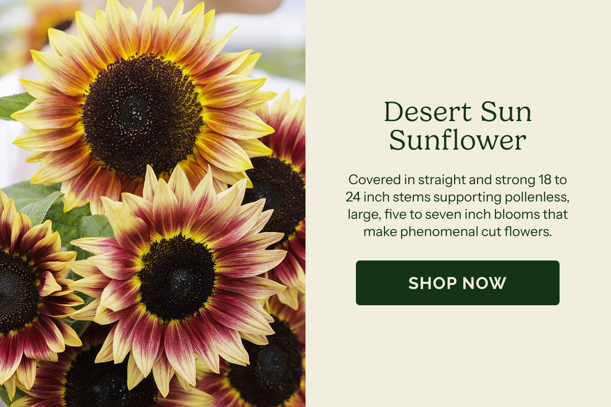 Desert Sun Sunflower – Covered in straight and strong 18 to 24 inch stems supporting pollenless, large, five to seven inch blooms that make phenomenal cut flowers. SHOP NOW