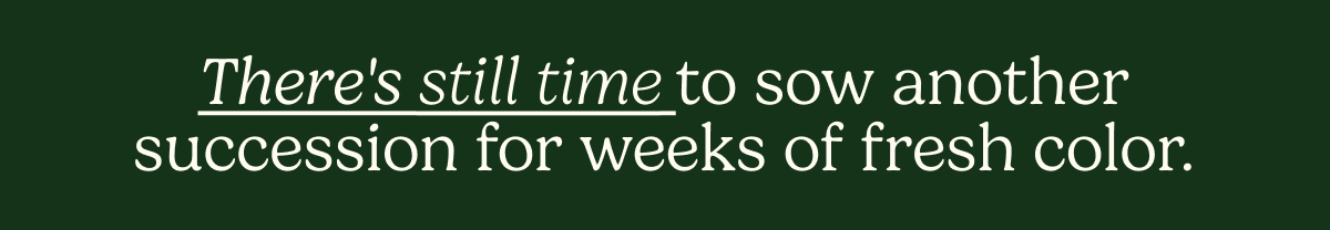 There's still time to sow another succession for weeks of fresh color.