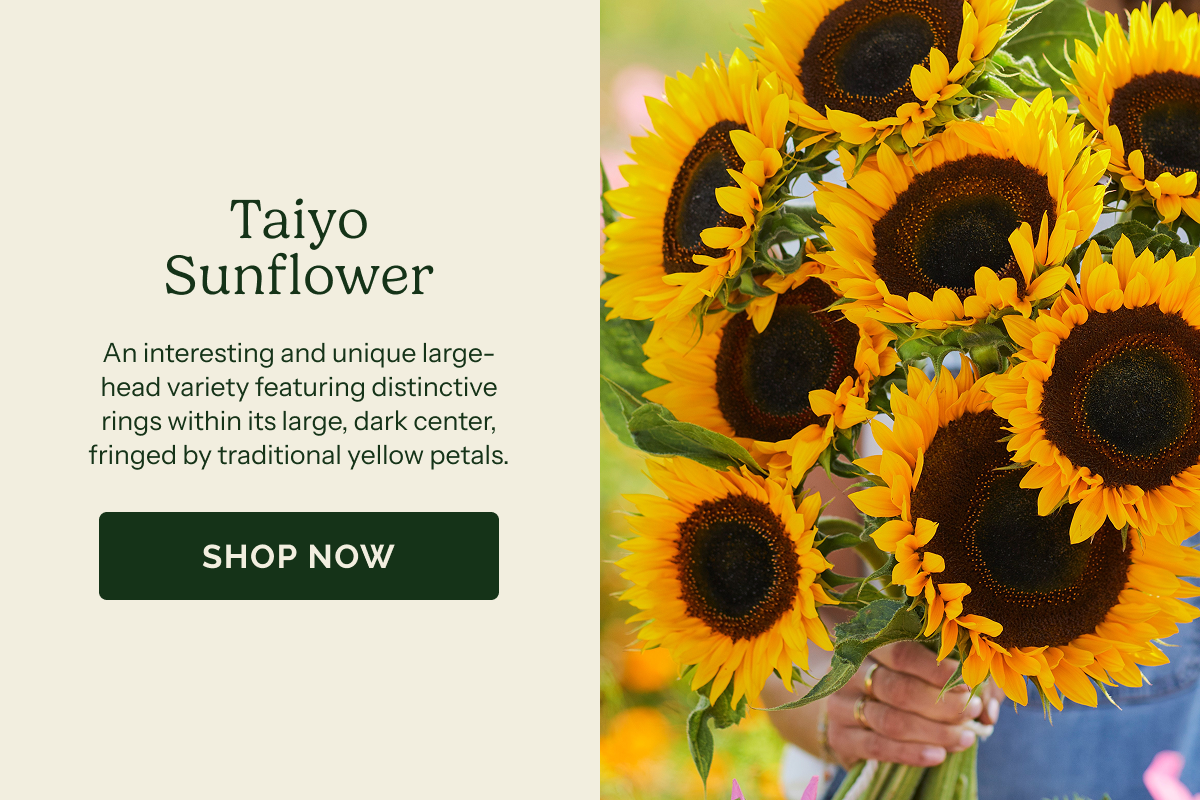 Taiyo Sunflower – An interesting and unique large-head variety featuring distinctive rings within its large, dark center, fringed by traditional yellow petals. SHOP NOW