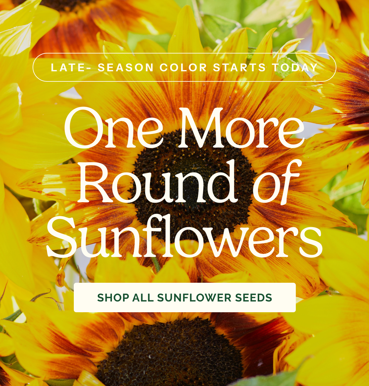 One More Round of Sunflowers – Late-Season color starts today – SHOP ALL SUNFLOWER SEEDS