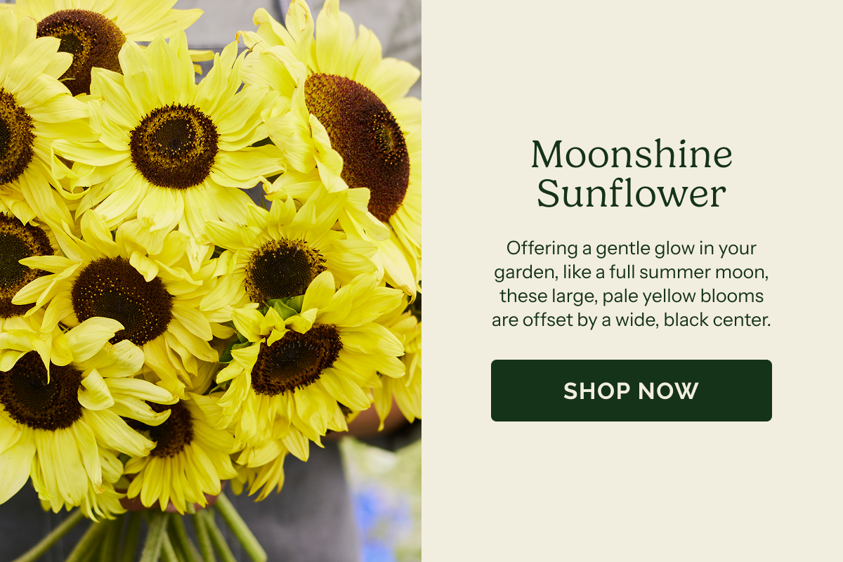 Moonshine Sunflower – Offering a gentle glow in your garden, like a full summer moon, these large, pale yellow blooms are offset by a wide, black center. SHOP NOW