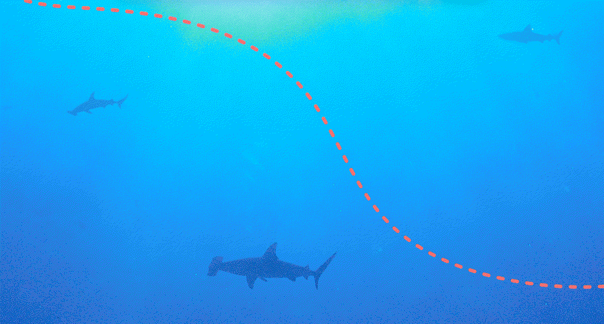 Don't let the hammerhead plush swim away. Shop now and track a real hammerhead in the wild while supporting Saving the Blue and their mission to protect sharks.
