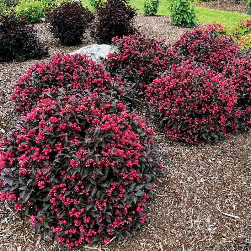 Electric Love® Weigela
