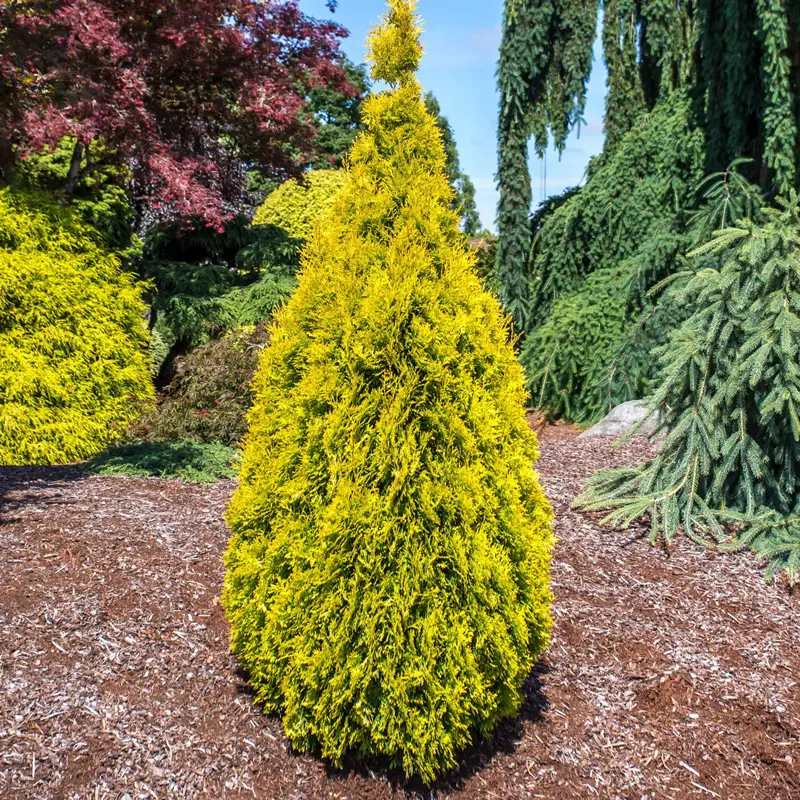 Amber Gold Arborvitae

