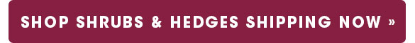 Shop Shrubs & Hedges Shipping Now
