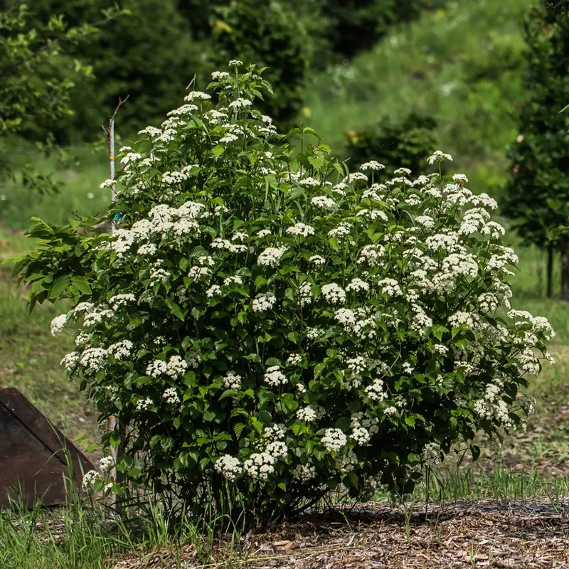 Blue Muffin® Viburnum