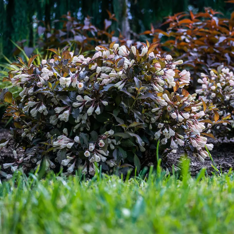 Afterglow Weigela
