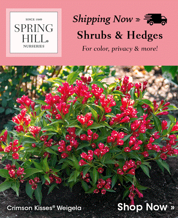 Shrubs & Hedges Shipping Now