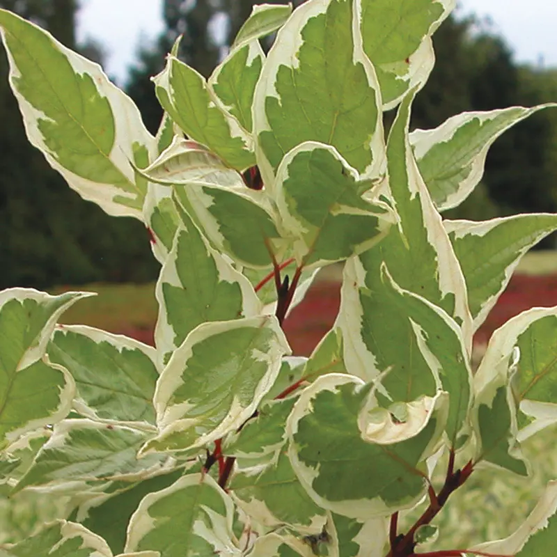 Ivory Halo Dogwood Cornus ‘Bailhalo’
