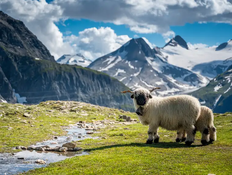 El Matterhorn coronado de nubes asomando sobre los chalets de madera del pueblo de Findeln, cerca de Zermatt