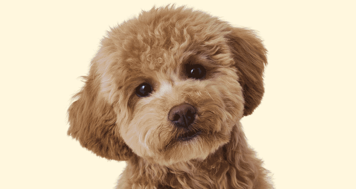 Gif of a cat, dog, and rabbit