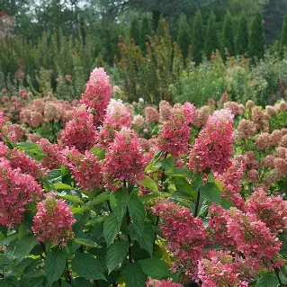 Pinky Winky  Hydrangea