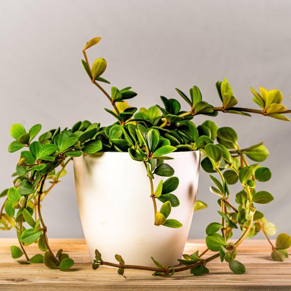 Peperomia  Hope