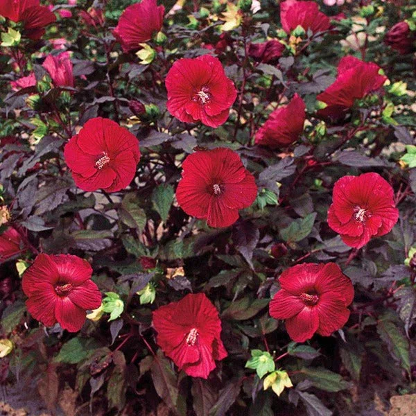 Midnight Marvel  Hibiscus