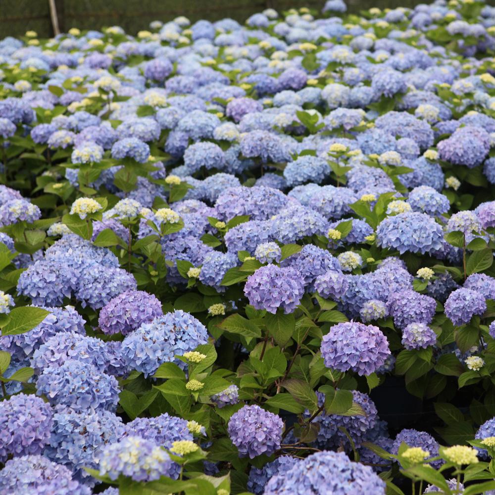 Endless Summer®  Hydrangea
