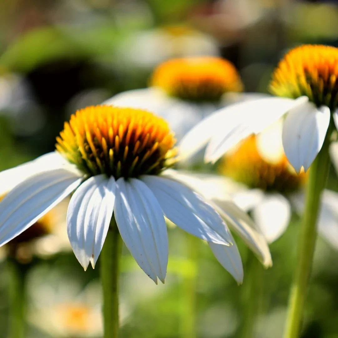PowWow White  Coneflower