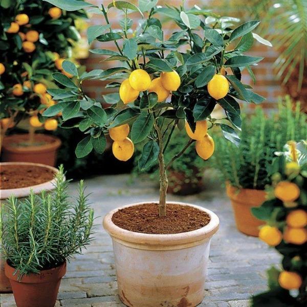 Meyer  Lemon Tree