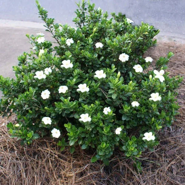 Dwarf Gardenia  Radicans