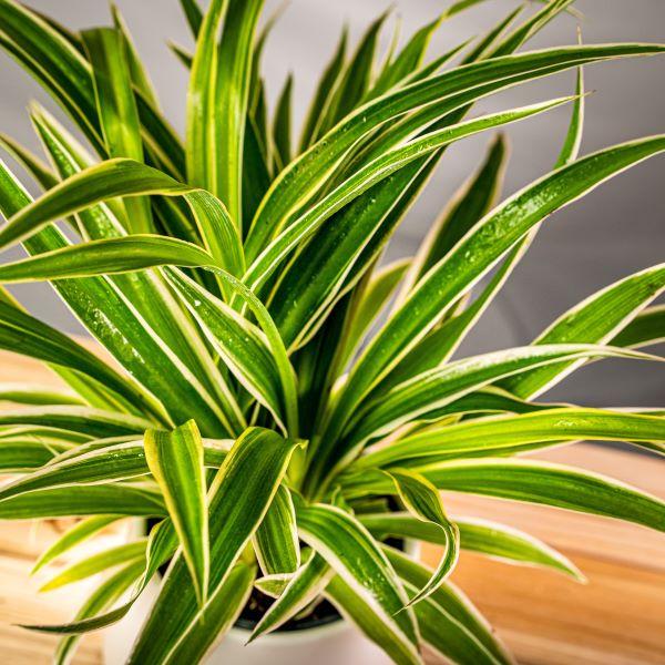 Spider  Plant