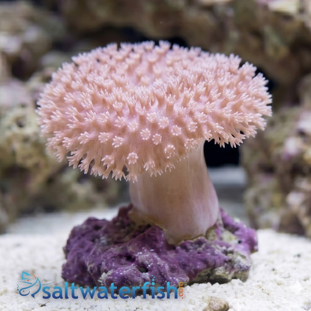 Umbrella Leather Coral: White / Yellow