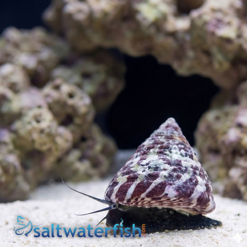 Banded Trochus Snail