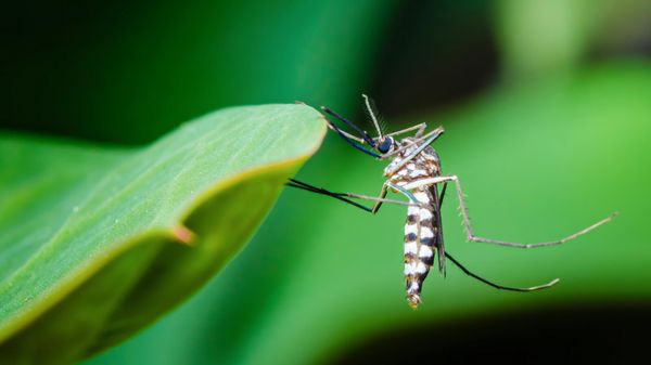 Peut-on attraper la dengue en France?
