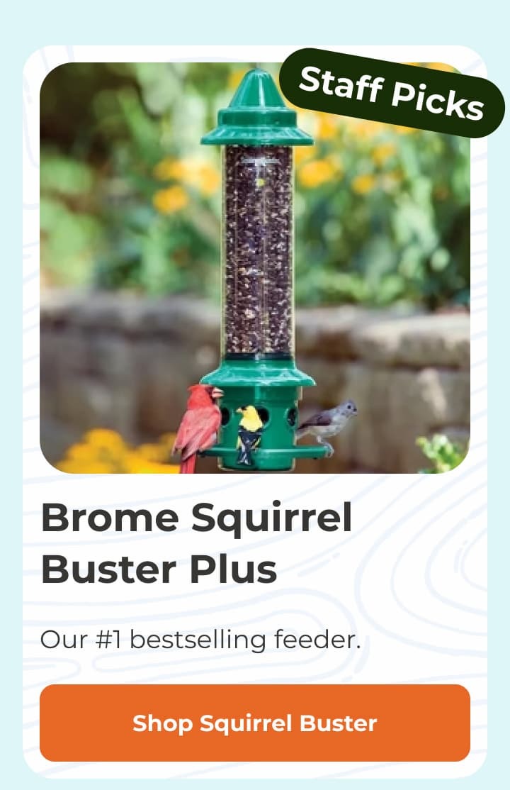 Brome Squirrel Buster Plus