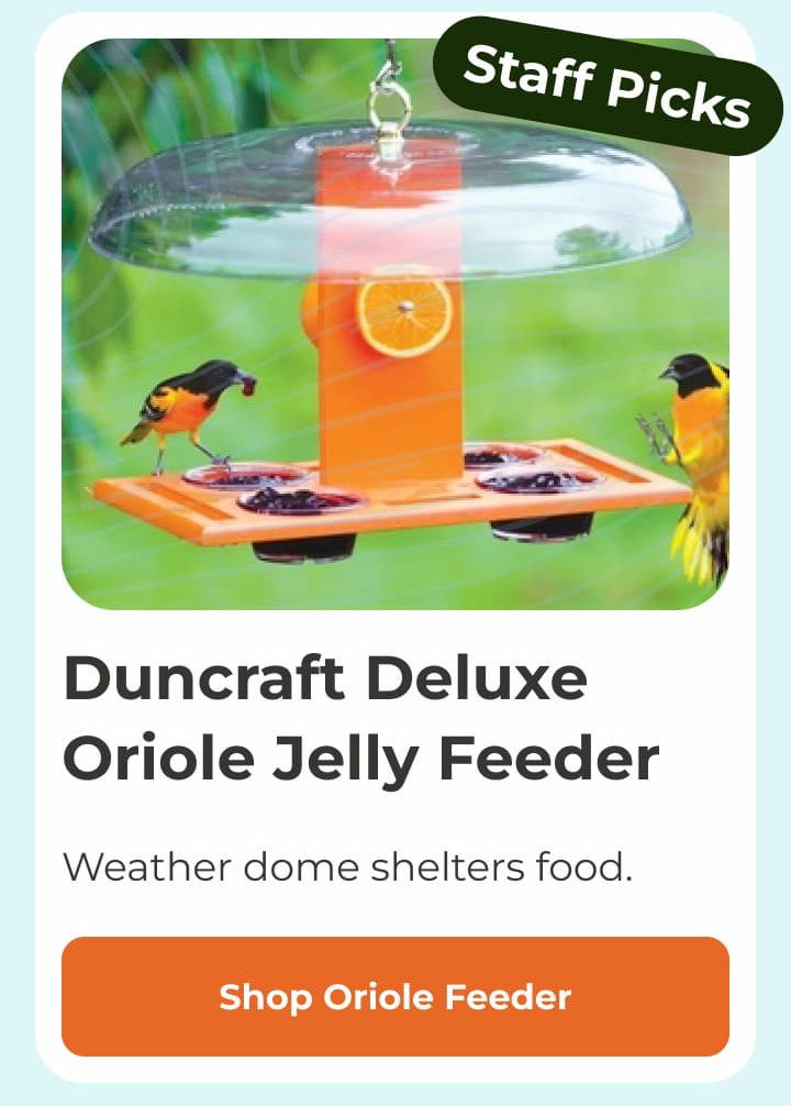 Duncraft Deluxe Oriole Jelly Feeder