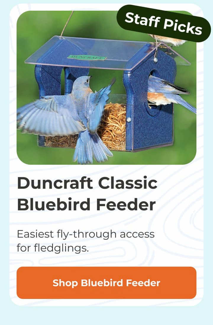 Duncraft Classic Bluebird Feeder