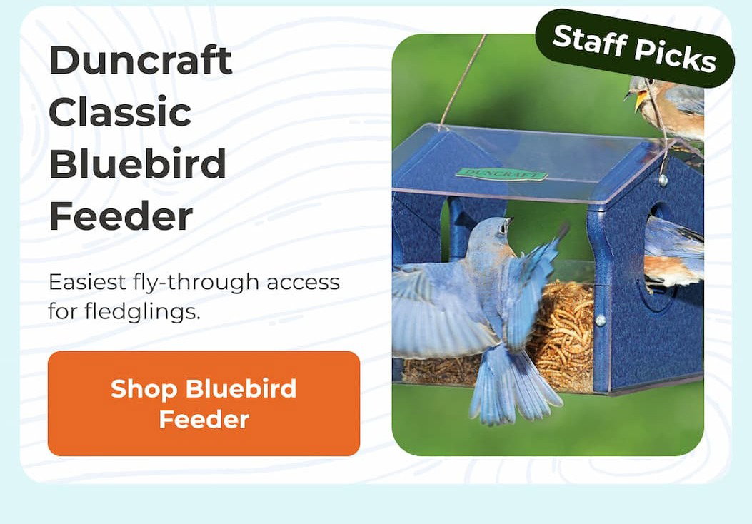 Duncraft Classic Bluebird Feeder