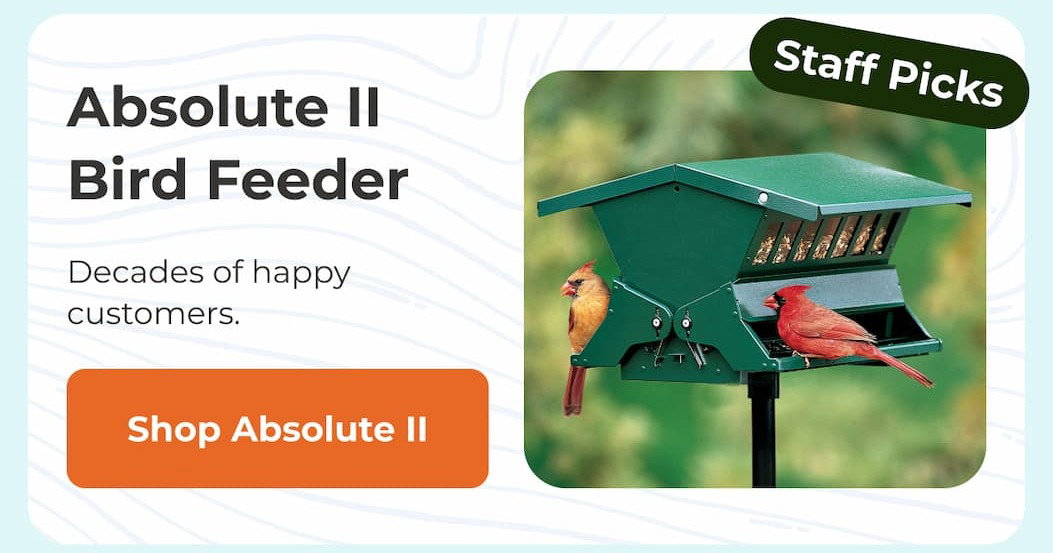 Absolute II Bird Feeder