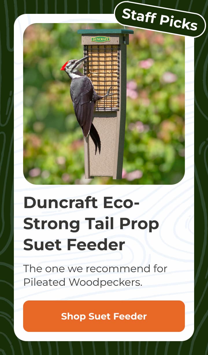 Duncraft Eco-Strong Tail Prop Suet Feeder