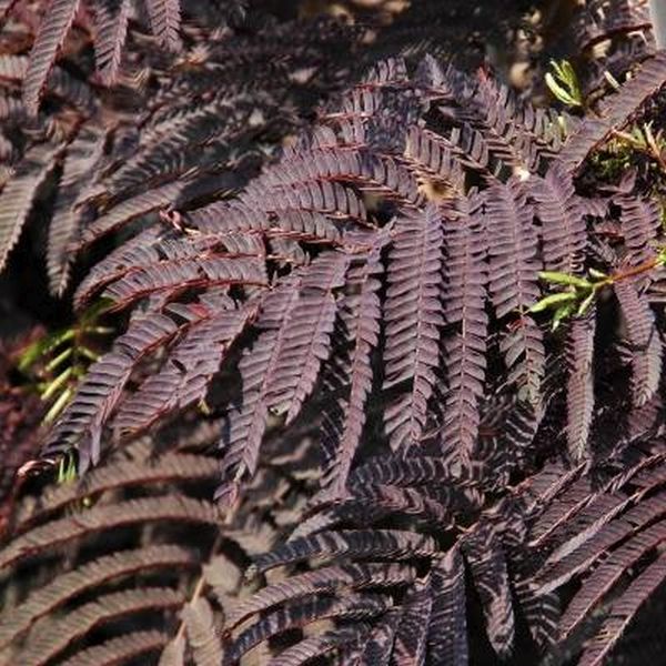 Image of Summer Chocolate Mimosa Tree
