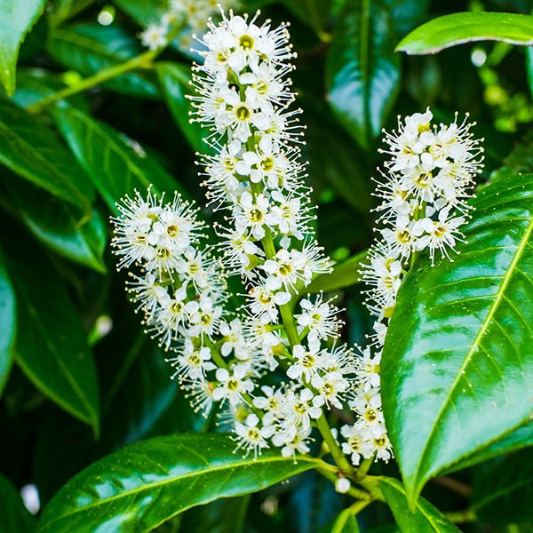 Image of Dwarf English Laurel
