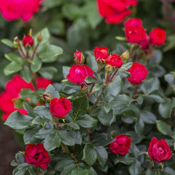 Image of Petite Knock Out® Rose